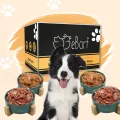 Webinar Package for Dogs (raw) – Image 1 / 1
