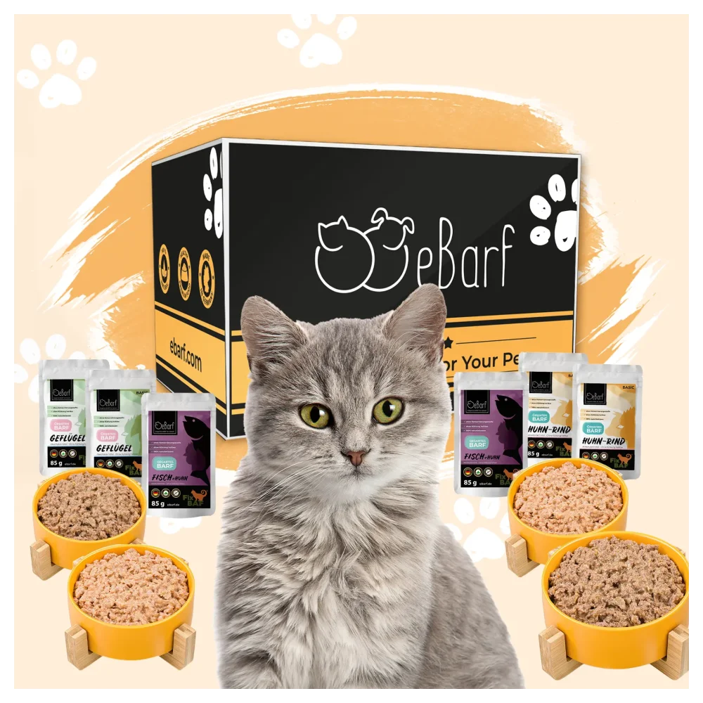 Forfait webinaire pour chats (cuit)
