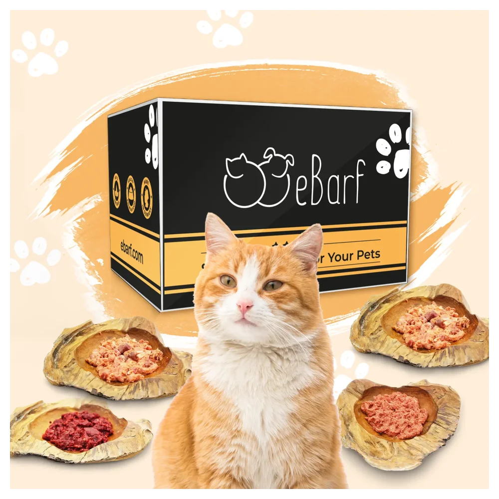 Webinar-pakket voor katten (rauw)